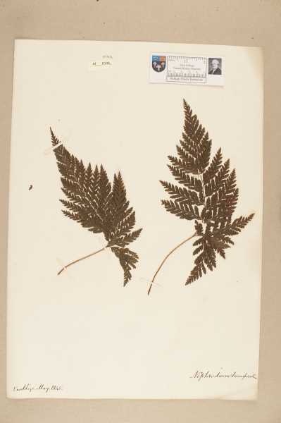 NHM_HH_41.142-2010 image NHM_HH_41.142-2010