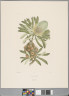 image FDA-E.2916_13_18-2016-C