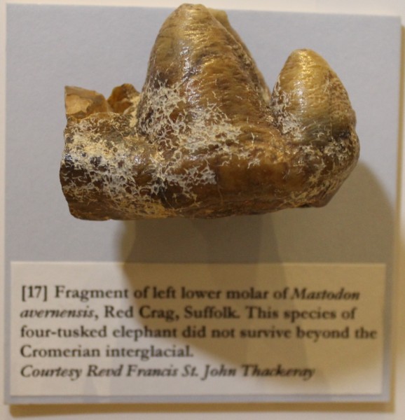 image NHM-FT.43-2016