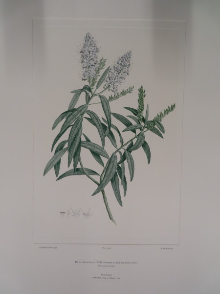 FDA-E.2916_25_7-2016-A image FDA-E.2916_25_7-2016-A