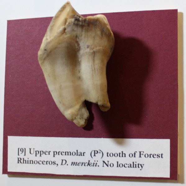image NHM.280-2016