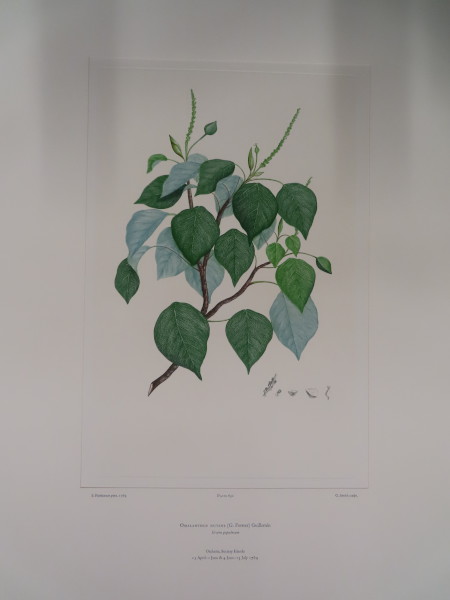 FDA-E.2916_31_5-2016 image FDA-E.2916_31_5-2016