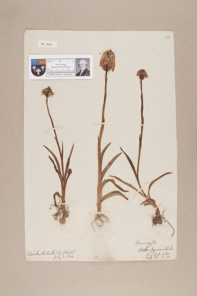 image NHM_HH_40.34-2010