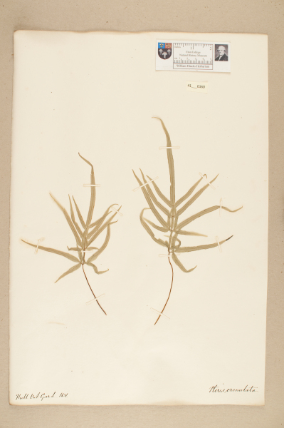 NHM_HH_41.160-2010 image NHM_HH_41.160-2010