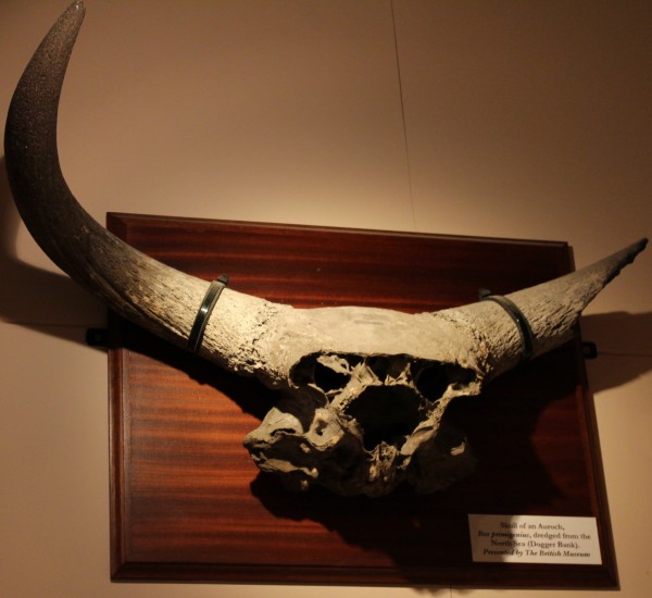 NHM.290-2016 image NHM.290-2016