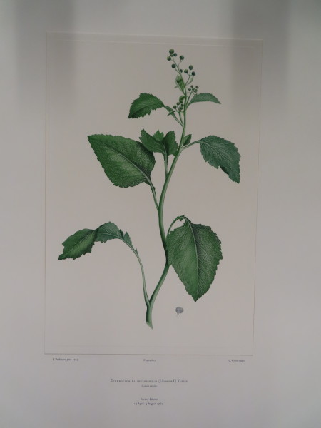image FDA-E.2916_29_14-2016
