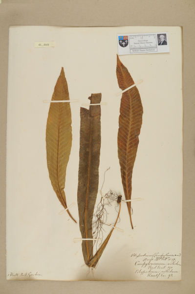 NHM_HH_42.103-2010 image NHM_HH_42.103-2010