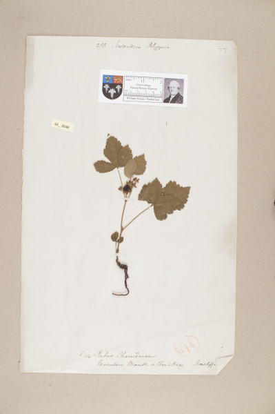 image NHM_HH_43.48-2010