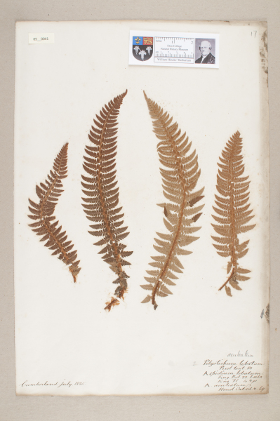 image NHM_HH_5.41-2010