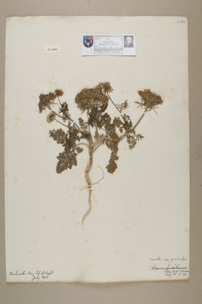 image NHM_HH_22.50-2010