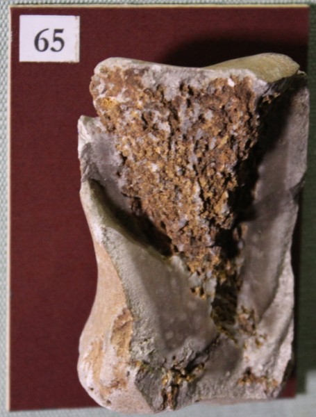 NHM.526-2017 image NHM.526-2017