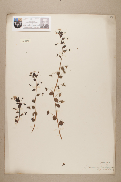 image NHM_HH_25.70-2010