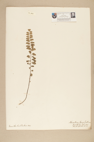 image NHM_HH_41.22-2010