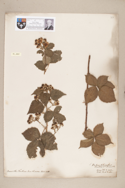 NHM_HH_43.57-2010 image NHM_HH_43.57-2010