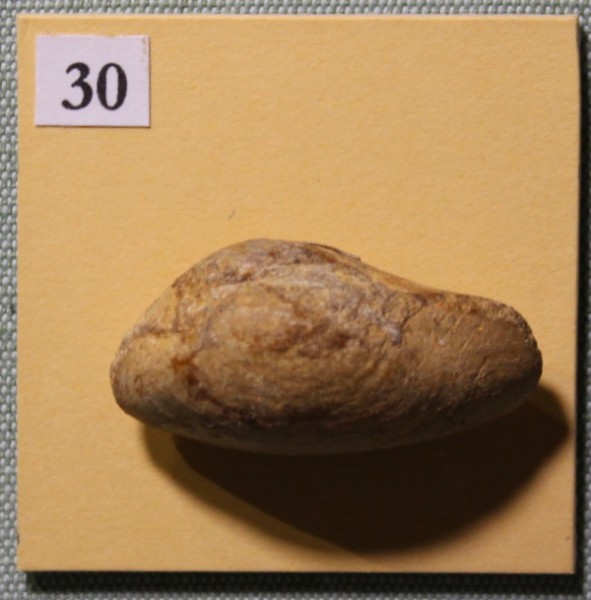 image NHM.491-2017
