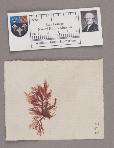 NHM_HH_1.242-2010 image NHM_HH_1.242-2010