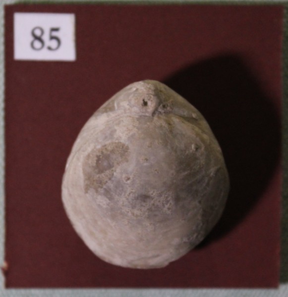image NHM.546-2017