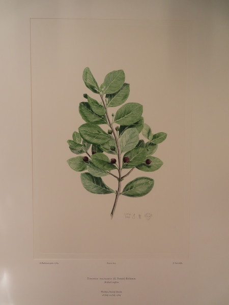 image FDA-E.2916_29_9-2016-A