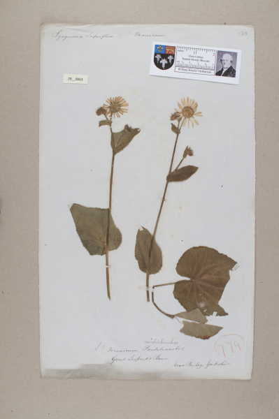 image NHM_HH_29.63-2010