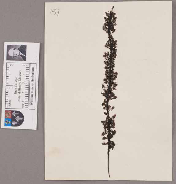 image NHM_HH_1.157-2010
