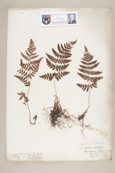NHM_HH_5.69-2010 image NHM_HH_5.69-2010