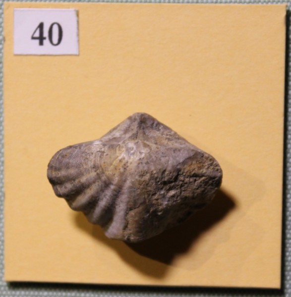 image NHM.501-2017