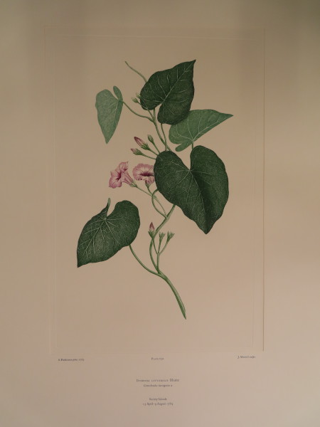 FDA-E.2916_30_5-2016-A image FDA-E.2916_30_5-2016-A