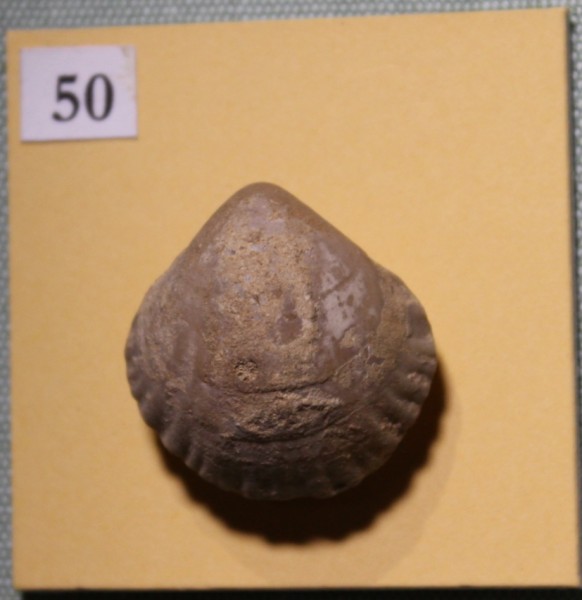 image NHM.511-2017