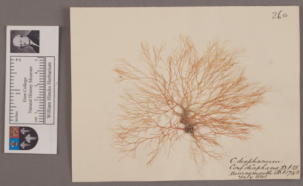 image NHM_HH_1.260-2010