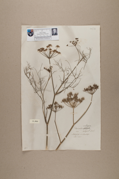 image NHM_HH_21.63-2010