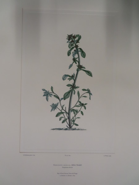 image FDA-E.2916_33_13-2016-A