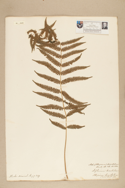 NHM_HH_41.125-2010 image NHM_HH_41.125-2010
