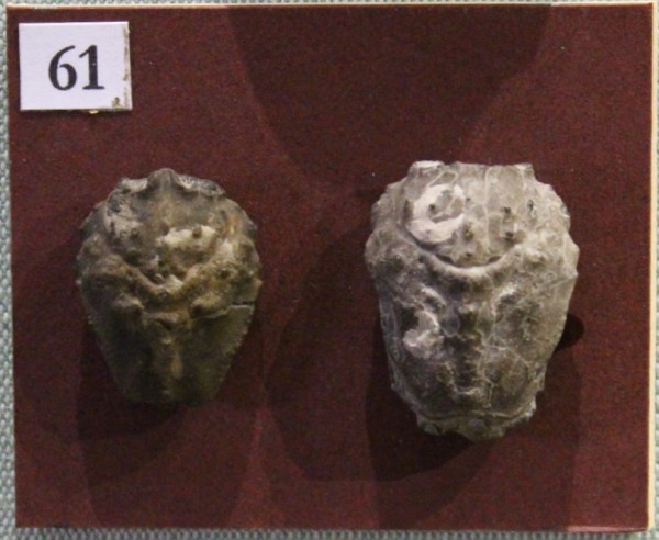 image NHM.522-2017