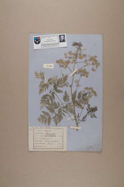 image NHM_HH_21.72-2010