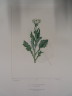 image FDA-E.2916_33_18-2016-A