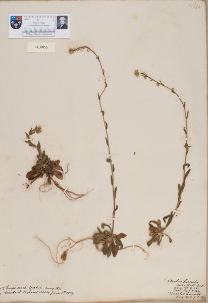 image NHM_HH_11.55-2010