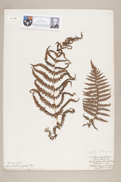 NHM_HH_4.94-2010 image NHM_HH_4.94-2010