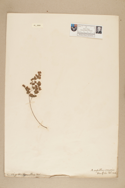NHM_HH_41.69-2010 image NHM_HH_41.69-2010