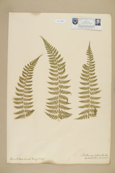 image NHM_HH_42.159-2010