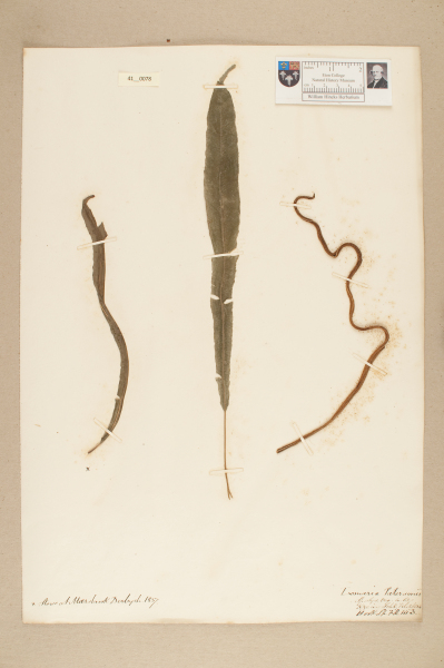 NHM_HH_41.78-2010 image NHM_HH_41.78-2010