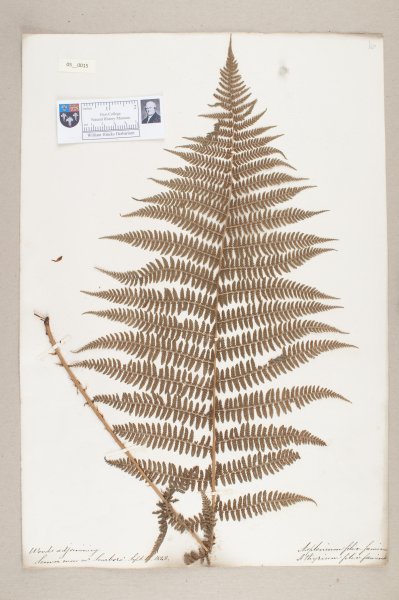 image NHM_HH_5.15-2010