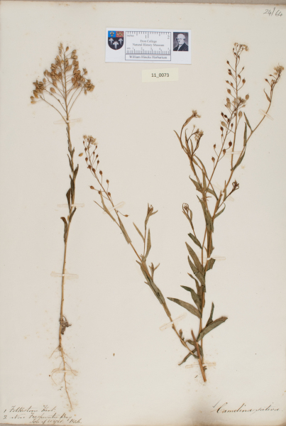 NHM_HH_11.73-2010 image NHM_HH_11.73-2010