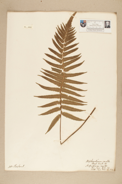 NHM_HH_41.152-2010 image NHM_HH_41.152-2010