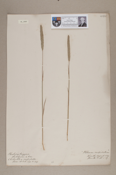 image NHM_HH_35.103-2010