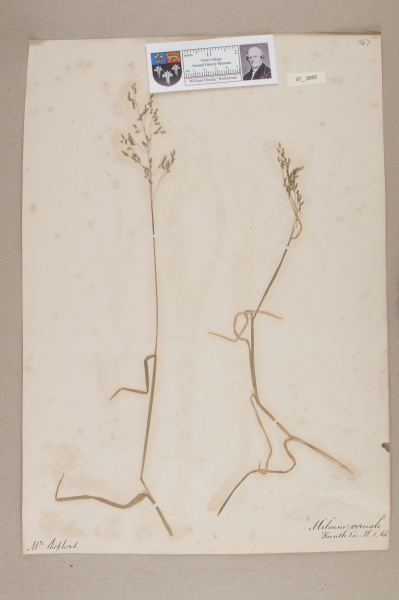 image NHM_HH_37.5-2010