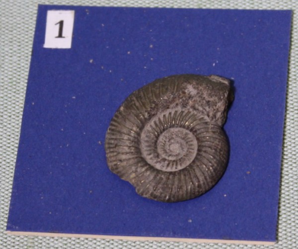 image NHM.462-2017