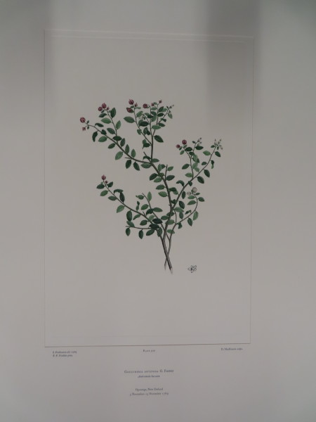 FDA-E.2916_24_11-2016-A image FDA-E.2916_24_11-2016-A