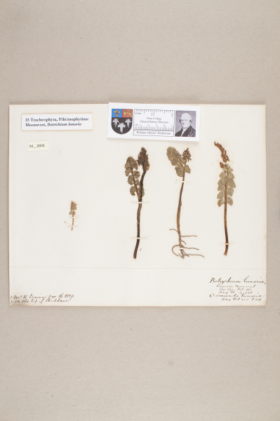 image NHM_HH_4.4-2010