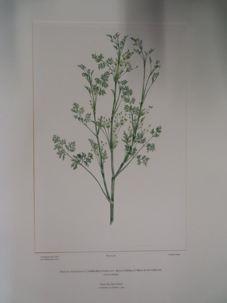 FDA-E.2916_22_15-2016-A image FDA-E.2916_22_15-2016-A