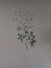 image FDA-E.2916_7_5-2016
